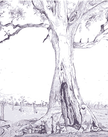Cazneaux tree, Flinders Ranges